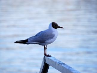 Black headed gull