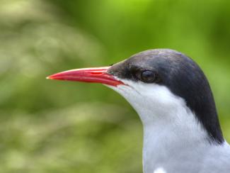 Arctic tern 