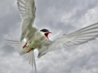 Arctic Tern mobbing