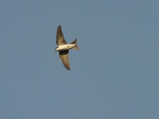 House Martin