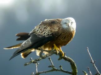 red kite