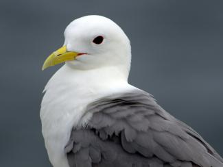 Black legged kitiwake