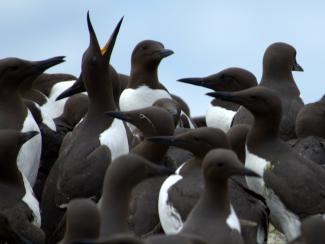 Spectacled guillemot