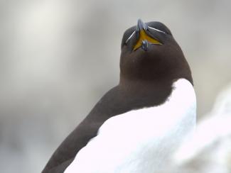 Razorbill