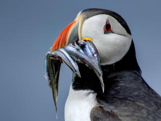Puffin