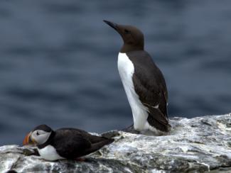 Guillemot
