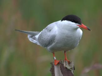 Common tern