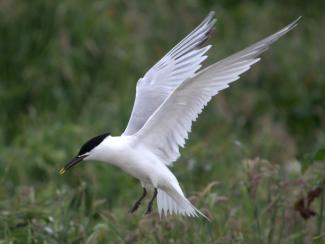 Sandwich tern