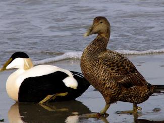 Eider, Andreas Trepte, www.photo-natur.net