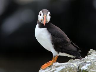 Puffin