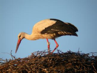 Cigogne blanche