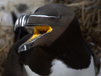 Razorbill close up