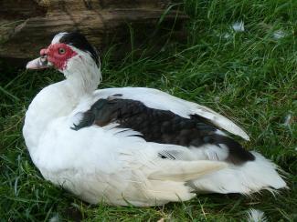Muscovy Duck