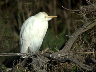 Cattle egret
