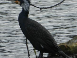 Cormorant - P.c.sinensis