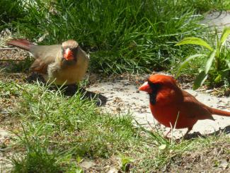 Northern Cardinal male and female