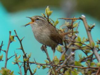 wren