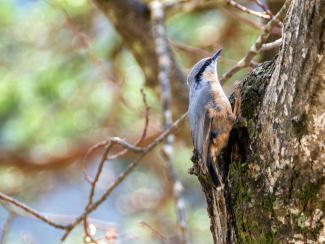 Nuthatch