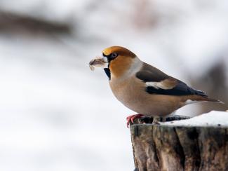 Hawfinch
