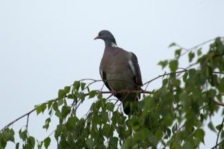 Wood pigeon