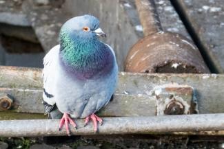 Feral pigeon