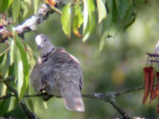 Collared Dove