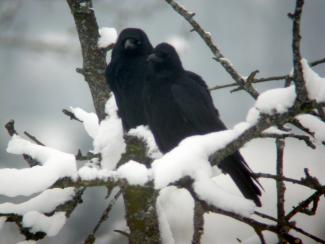 Corneille noire