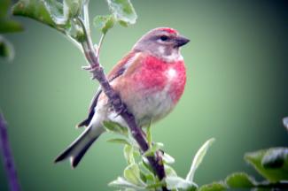 Male Linnet