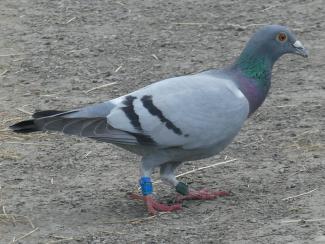 Rock Dove
