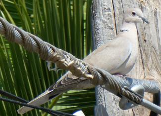 Collared Dove