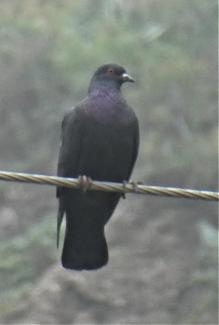 PIgeon, Laurel