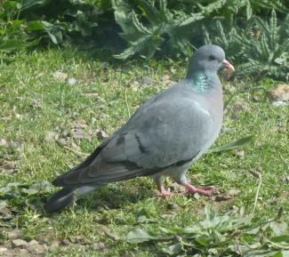 Dove, Stock